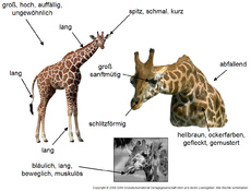 Körperbau-Aussehen-Giraffe-2.jpg